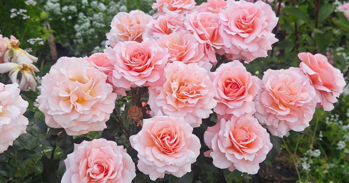 ვარდების ბაღი